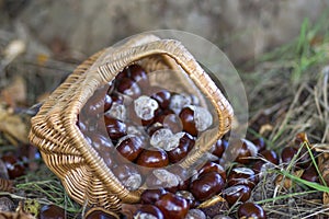 basket full of chestnuts