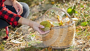 Basket full of chestnuts during the autumn harvest, aritzo