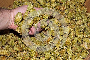 Basket full of Chinook leaf hops