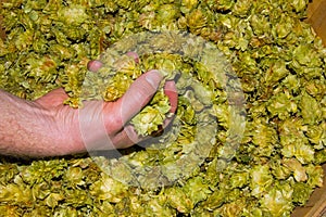 Basket full of Chinook leaf hops