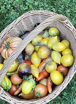 basket full of colorful tomatoes in the garden,