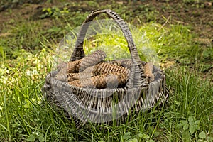 Basket full of cones