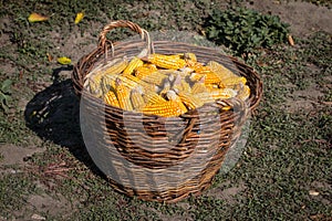 Basket full of corn cobs