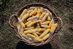 Basket full of corn cobs