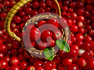 Basket Full of Cowberries