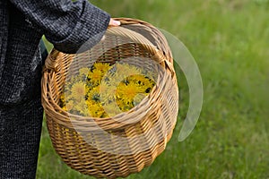 Basket full of Dandelion flower heads, green grass background