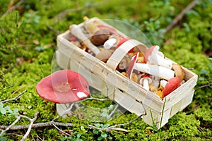 A basket full of edible mushrooms. Picking mushrooms in autumn forest