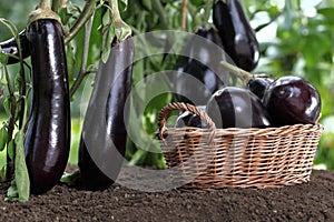 Basket full of eggplants on the soil under the plants in garden