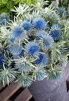 Basket full of Eryngium amethystinum or amethyst eryngo or amethyst sea holly herb at the counter of the greek flower shop in