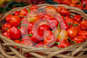 Basket full of fine grown habanero