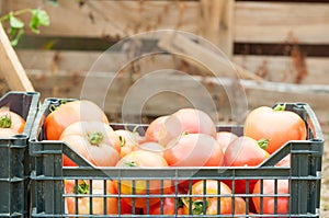 Basket full of fresh harvested tomatoes