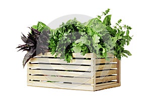 Basket full of fresh herbs isolated