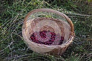 Basket full of fresh maturely fruit