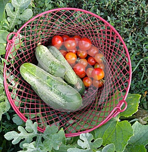 Basket full of fresh picked vegetables