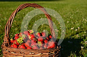 Basket full of fresh red ripe strawberries on green grass