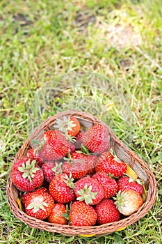 Basket full of fresh strawberries on the grass background. Just