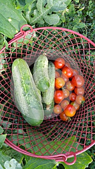 Basket full of fresh vegetables