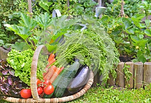 Pieno da fresco verdure giardino 