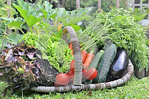 Basket full of fresh vegetables in  garden