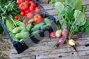 A basket full of fresh vegetables outdoors in garden. Radish, cucumbers, tomatoes, herbs and green beans on farm.