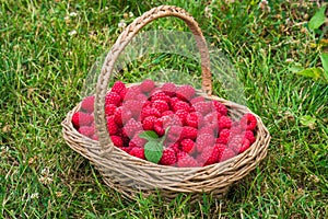 A basket full of freshly picked raspberries