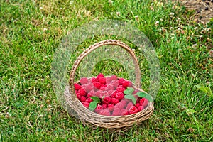 A basket full of freshly picked raspberries