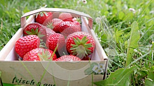 A basket full of freshly picked strawberries in a meadow