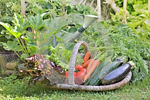 Basket full of freshness vegetables in  vegetable garden