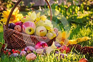 Basket full fruits grass sunset light