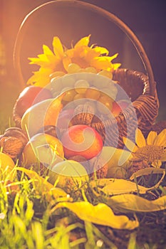 Basket full fruits grass sunset light