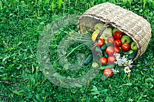 Basket full of fruits and vegetables scattered in a grass in garden.