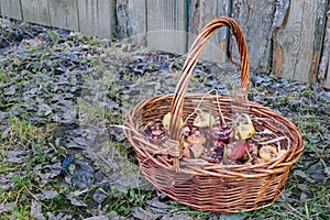 Basket full of gladioli bulbs stands on grass