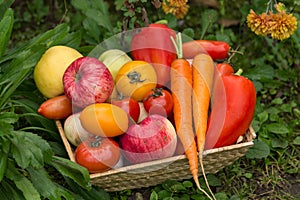 Basket full of harvest organic vegetables and root in the garden