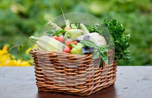 Basket full of Harvest Organic Vegetables and Root in a Garden. Autumn Vegetable Harvest