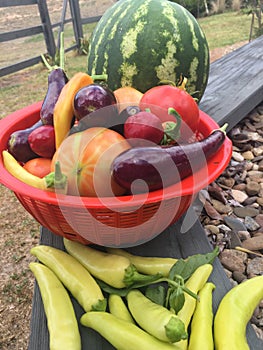 Basket full of harvest vegetables from the garden