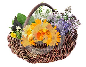 Basket full of healthy fresh medicinal herbs, isolated. Calendula, lavender, oregano, balm mint, melissa flowers.