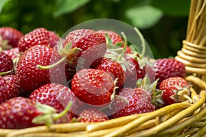 Basket full of luscious ripe red strawberries