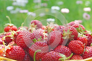 Basket full of luscious ripe red strawberries