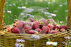 Basket full of luscious ripe red strawberries