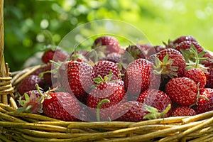 Basket full of luscious ripe red strawberries