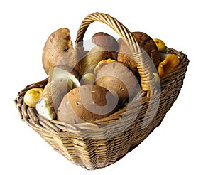 Basket full of mushrooms