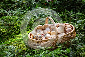 Basket full of mushrooms