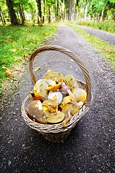 Basket full of mushrooms. Autumn season mushrooming. photo
