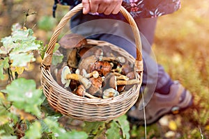 Picking mushrooms in the woods photo