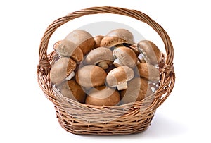 Basket full of mushrooms photo