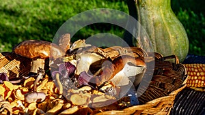 Lleno de hongos a calabaza 