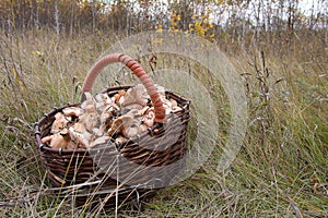 Basket full of mushrooms standing in grass