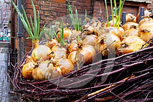 A basket full of onions on display