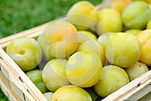 Picked greengage or plums in the basket photo