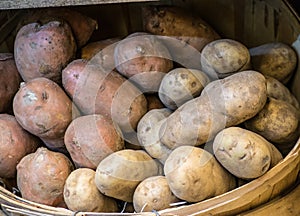 Basket Full of Potatoes